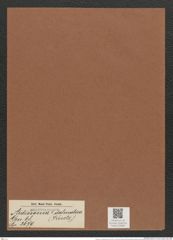 Ardissonia ? dalmatica Kuetz. (de-Toni-Nr.: Genus 68, Species 2679) Zeichnungen Sammlung Grunow Mappe 02889 (Herbarium_W_Grunow_drawings_Folder_02889)